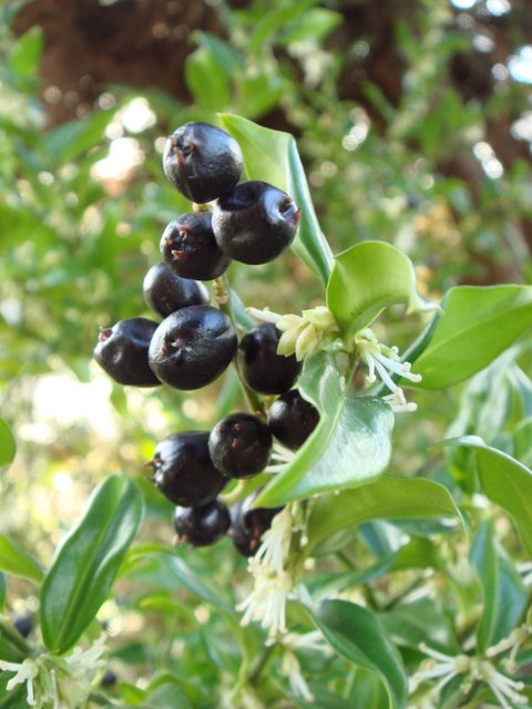 Sarcococca ruscifolia fruit P16